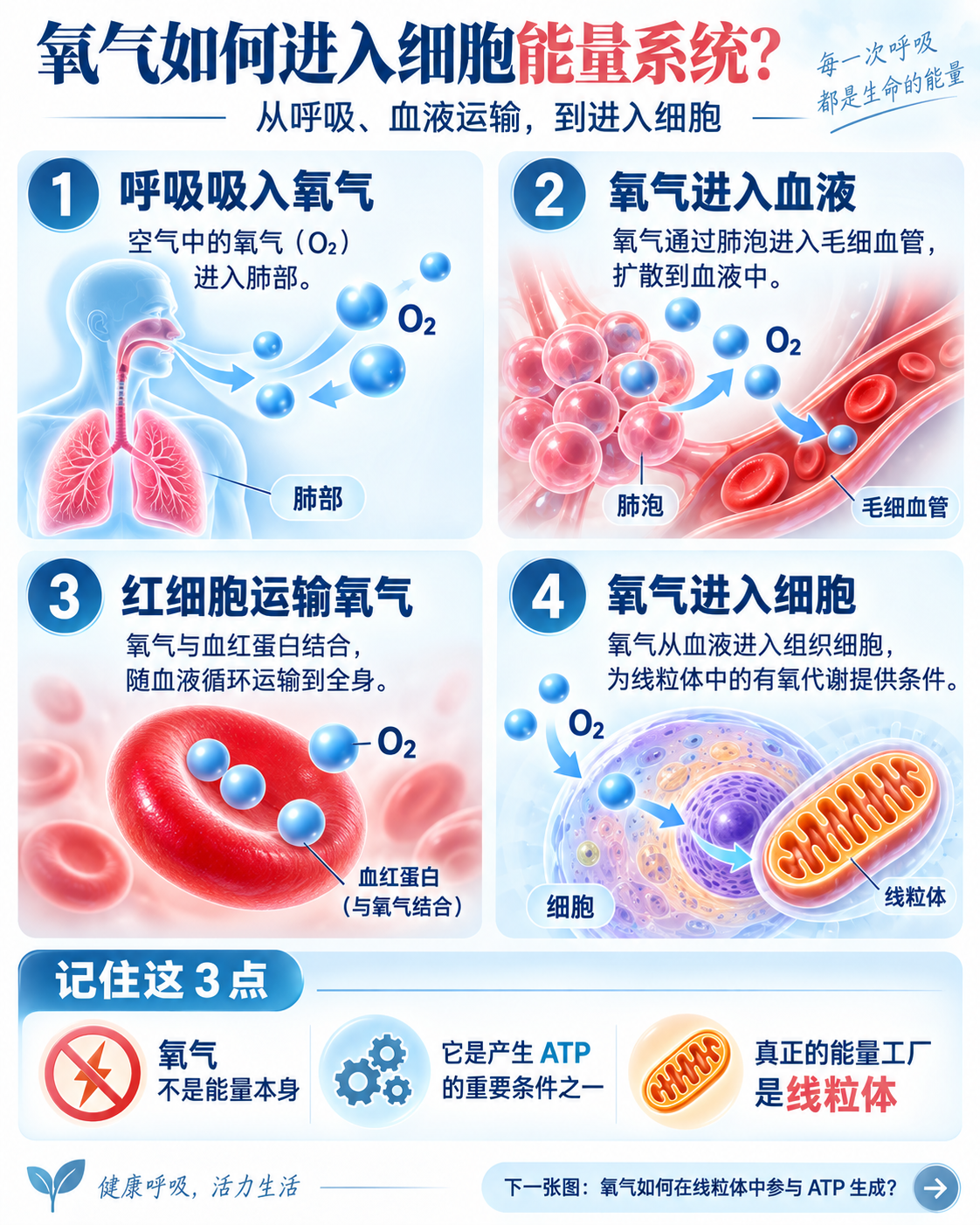 氧气-大自然中的能量货币配图